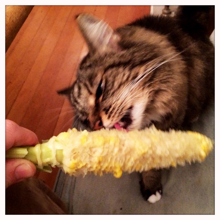 Sam loved corn on the cob