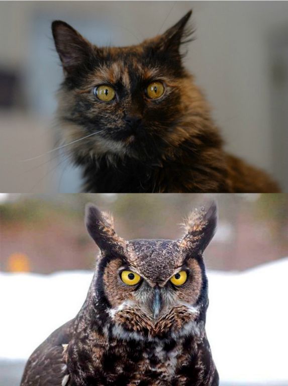 sadie-compared-to-great-horned-owl