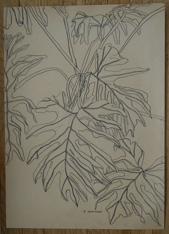 Philodendron - 1979