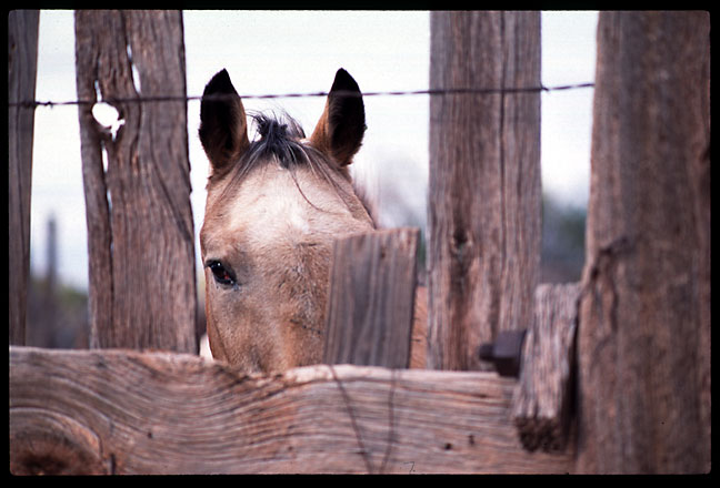 horse
