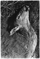 deer